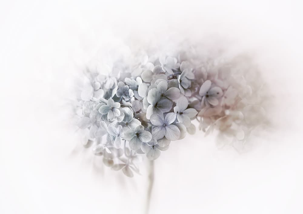 Ethereal Blue Bloom by Ellen van Deelen — canvas wall art