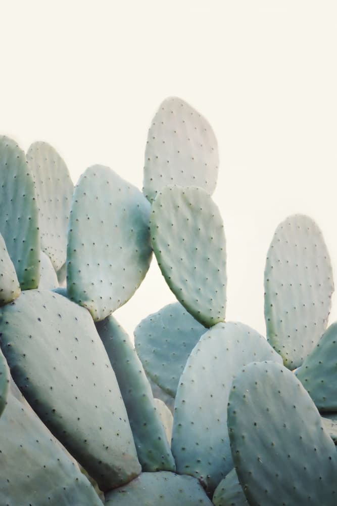 Pastel Cacti by Kathrin Pienaar — canvas wall art