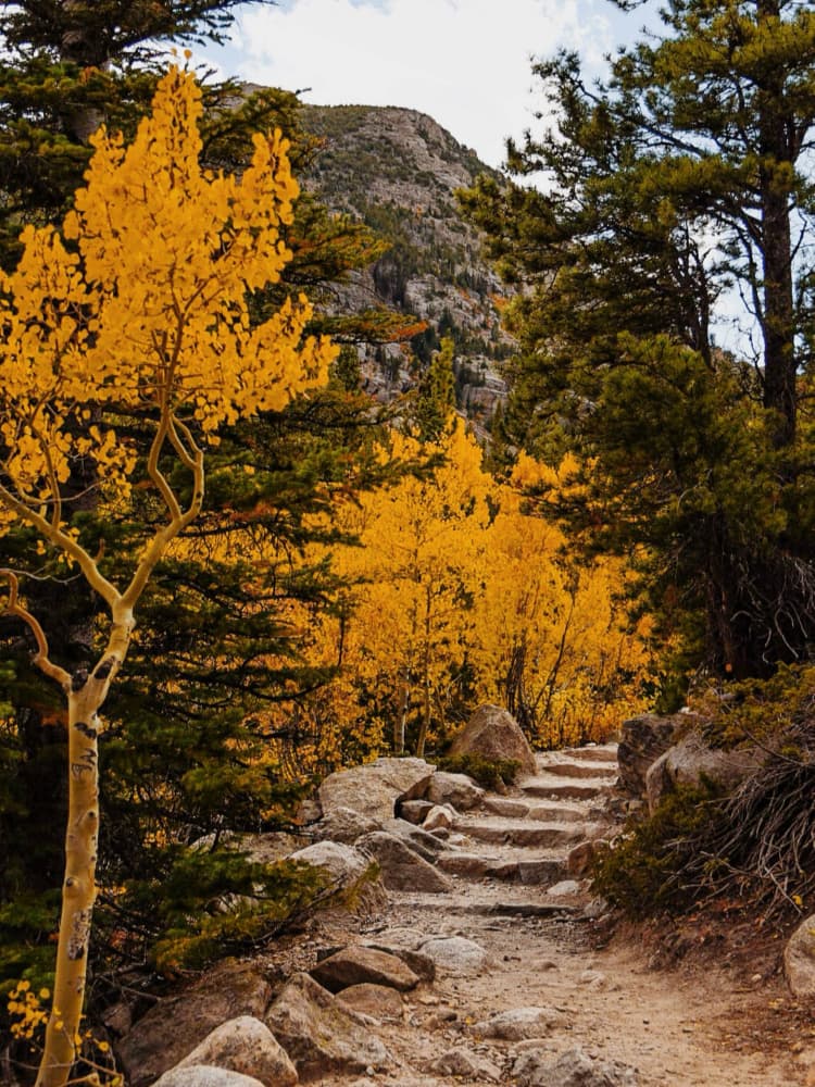 Golden Aspen Trail by Del Mundo Imagery — canvas wall art