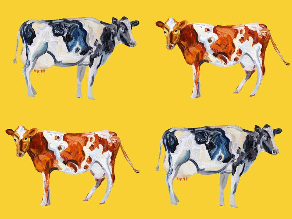 Spotted Farm Cows by Alice Straker — canvas wall art