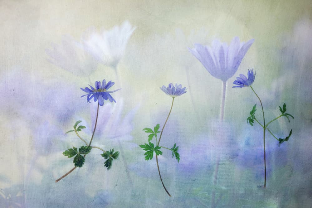 Dreamy Blue Anemones