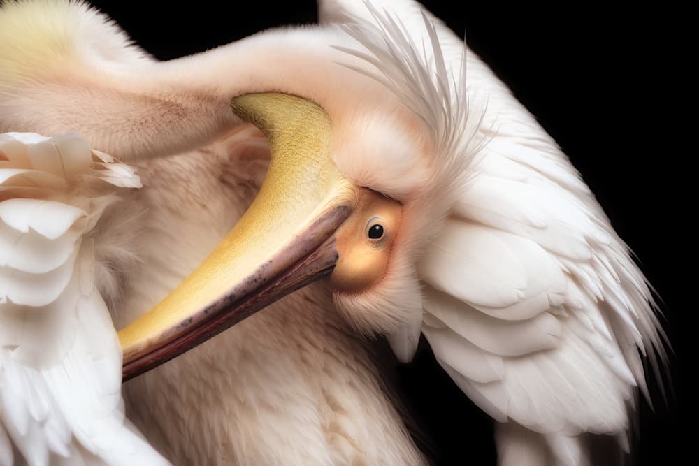 Elegant Pelican Preening by Eiji Itoyama — canvas wall art