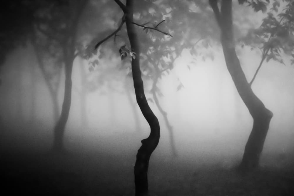 Mysterious Foggy Woods by Raju Khan — canvas wall art