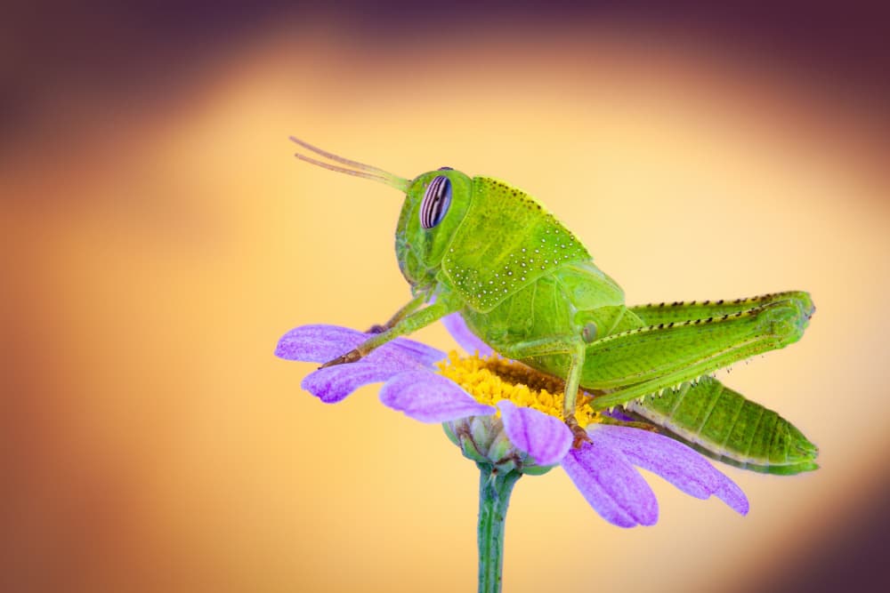 Vibrant Grasshopper Bloom by Gustavo Ribes — canvas wall art