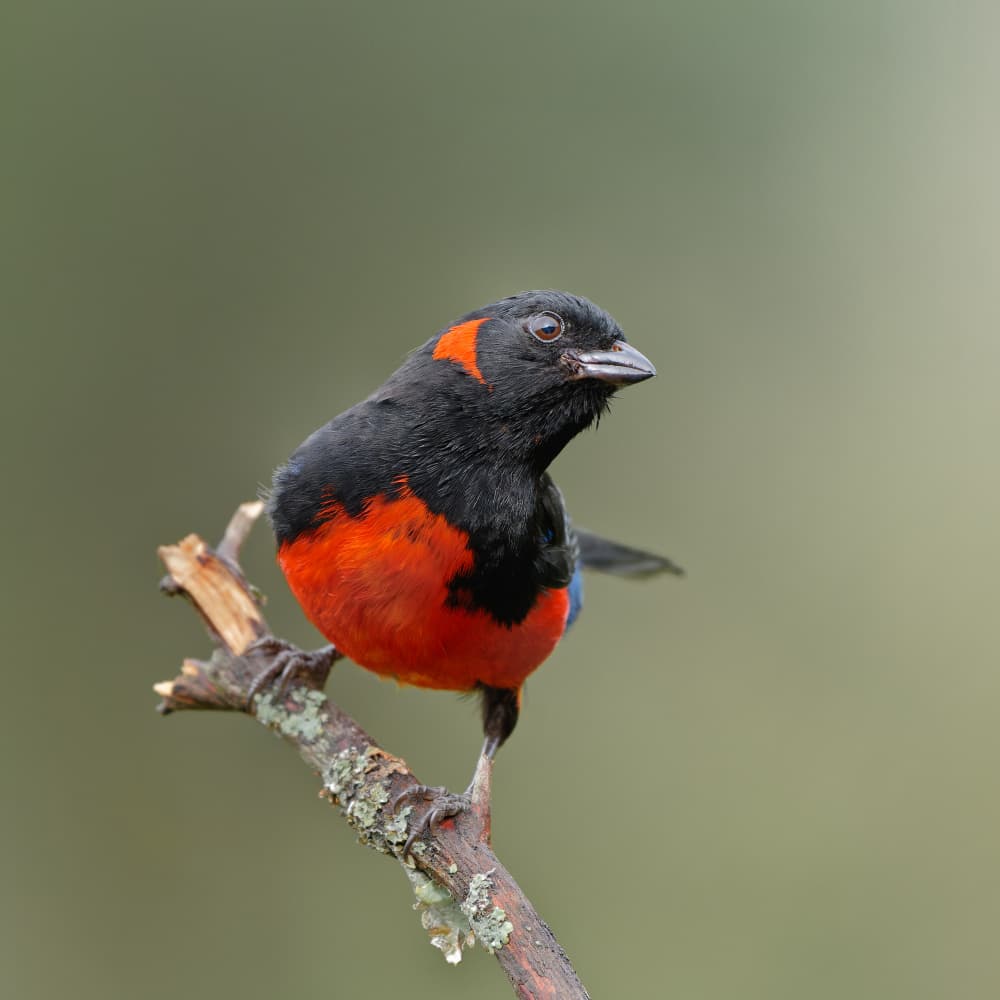 Vibrant Scarlet Tanager by Lisandro PEREZ — canvas wall art