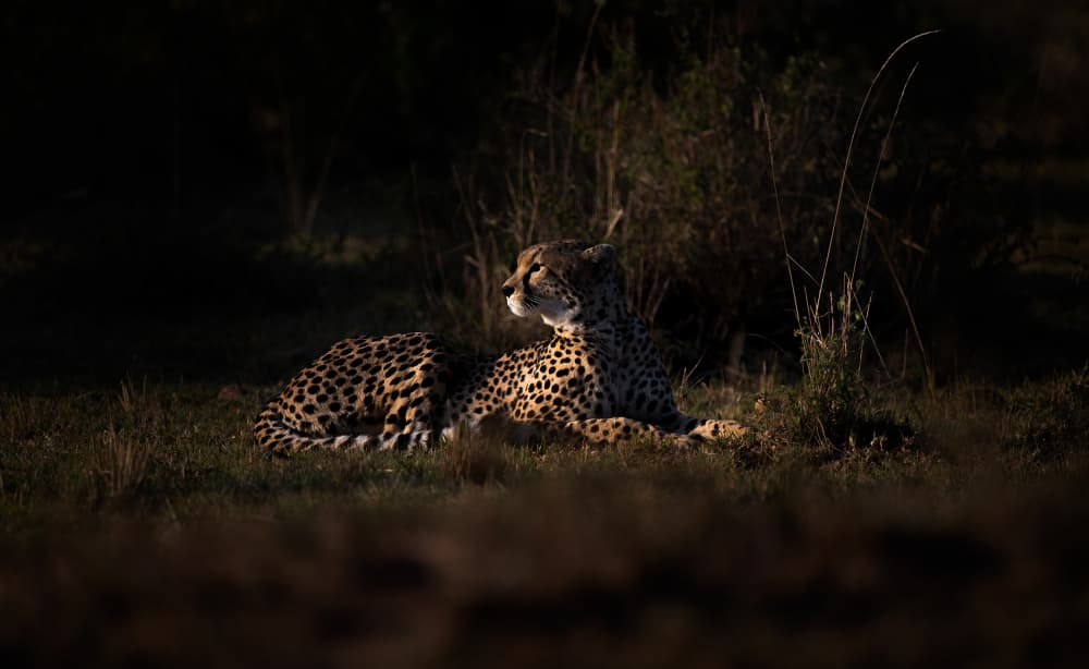 Golden Hour Cheetah by swapnil deshpande — canvas wall art