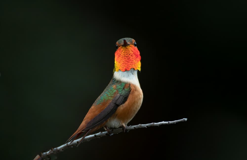 Vibrant Hummingbird Perched by Johnson Huang — canvas wall art