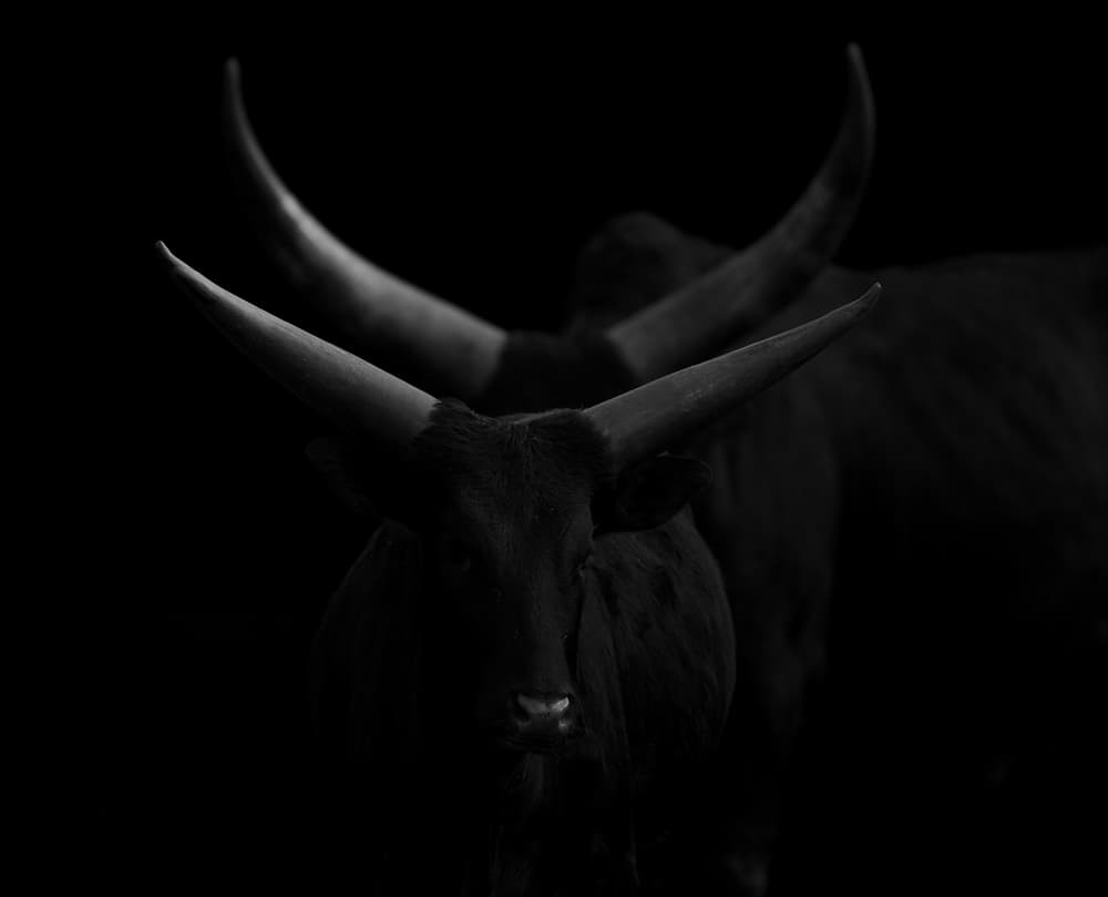 Watusi Bull Dark Portrait by Rodrigo Núñez Buj — canvas wall art