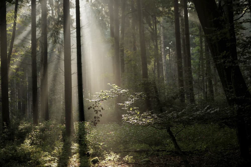Misty Forest Light by Irma Warth — canvas wall art