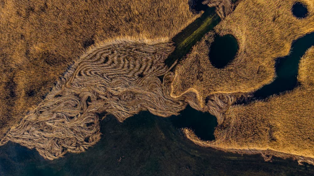Winding Reed Patterns by Aleš Klabus — canvas wall art