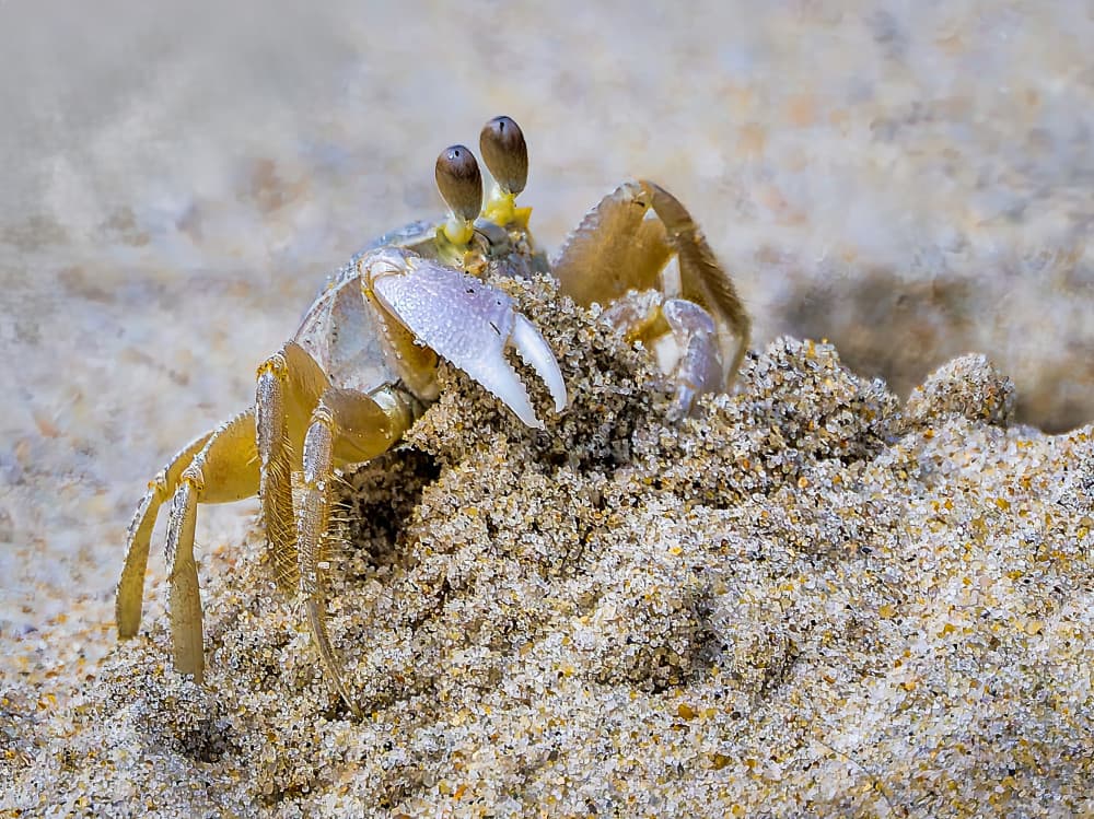 Crab on Beach Sand by Porter Thomas — canvas wall art