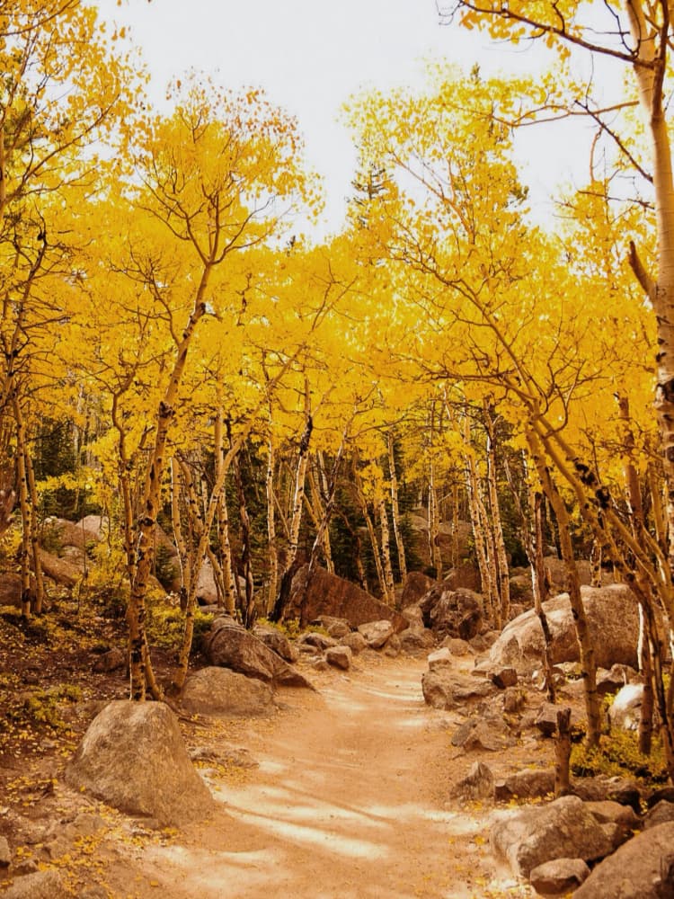 Golden Aspen Path by Del Mundo Imagery — canvas wall art