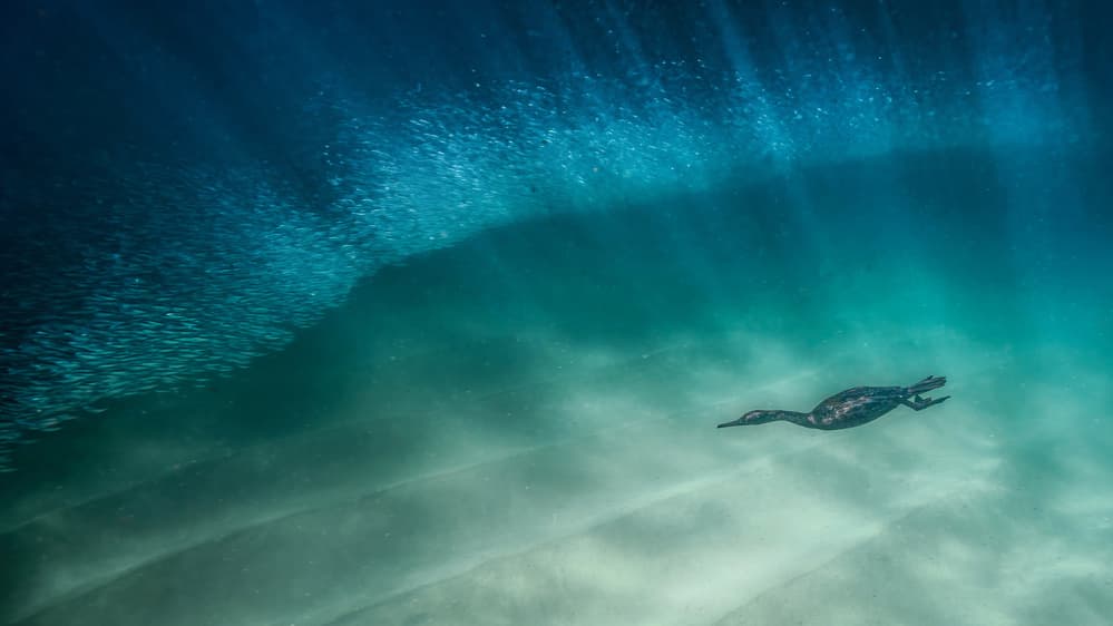 Cormorant And Fish by Jennifer Lu — canvas wall art