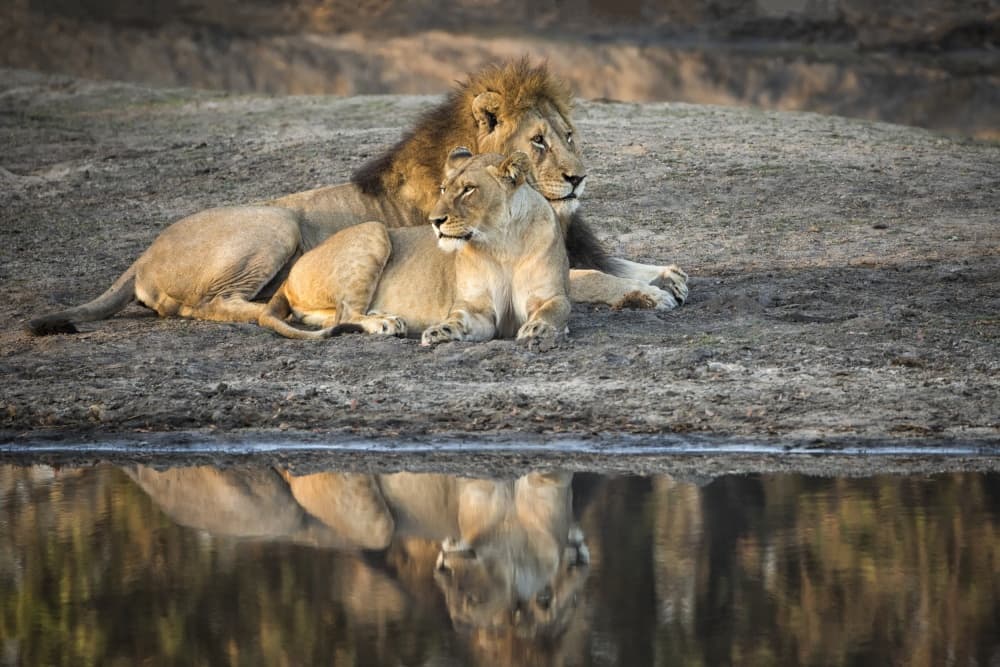 Peaceful Lions Reflection by Renee Doyle — canvas wall art