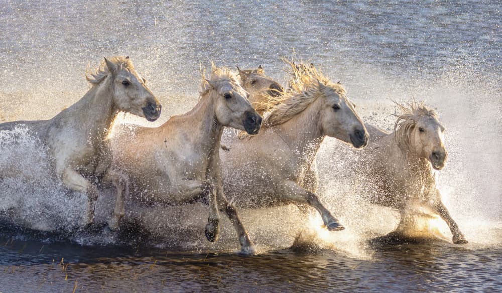 Wild Horses Splashing by Sally Widjaja — canvas wall art