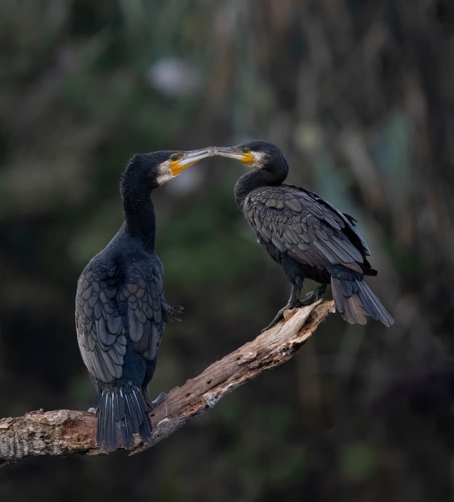 Cormorant Love by Guy Wilson — canvas wall art