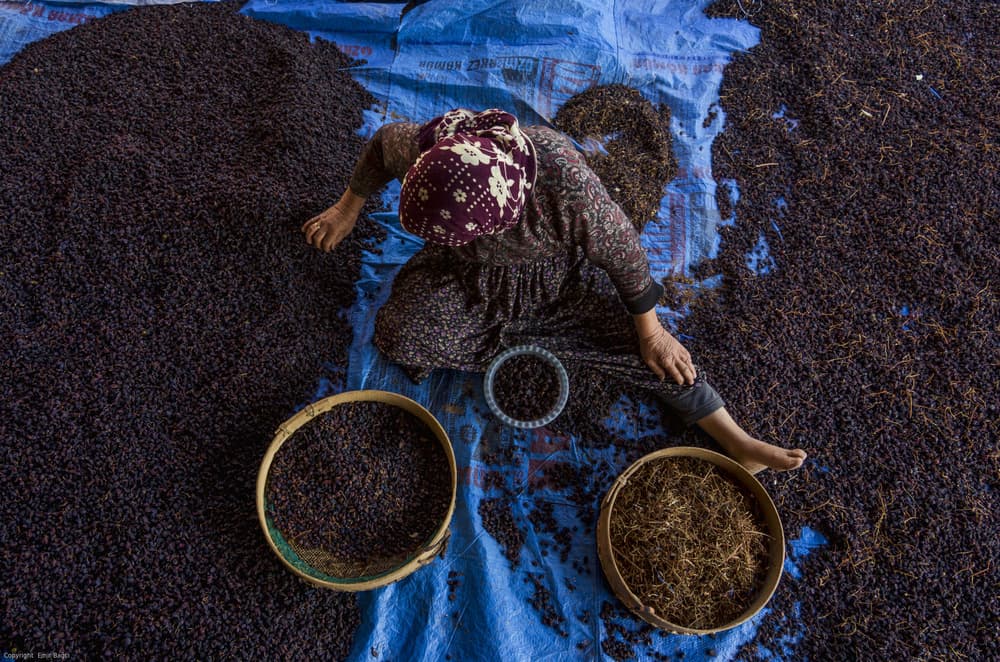 Hand Sorting Berries by Emir Bagci — canvas wall art