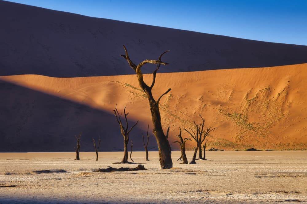 Desert Trees Red Dunes by Michael Zheng — canvas wall art