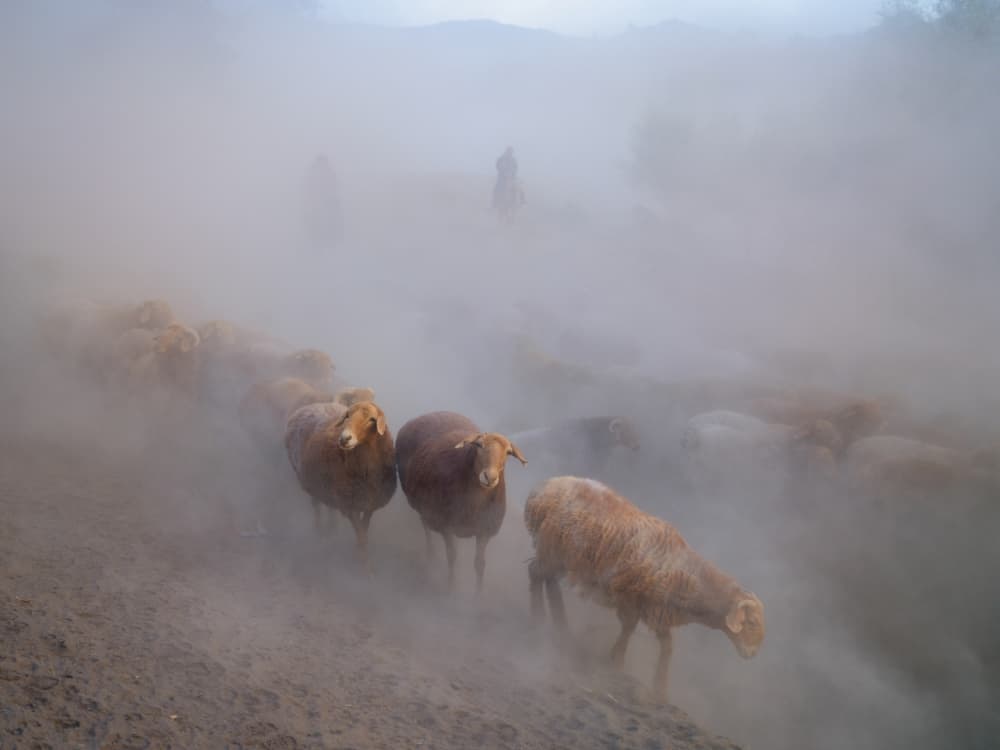Sheep In Dusty Mist by Cai ning — canvas wall art