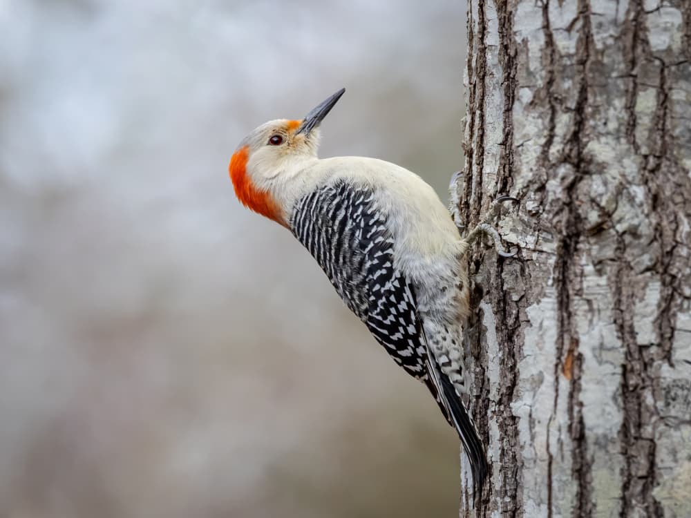 Red-bellied Woodpecker Perched by Xiaohong Zhang — canvas wall art