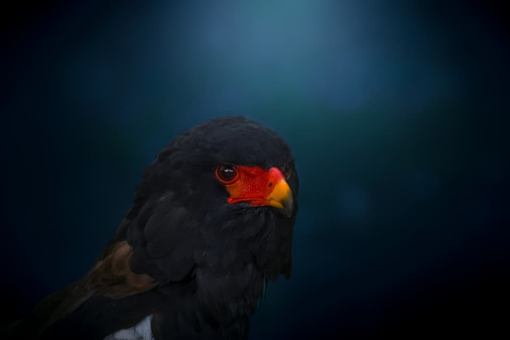 Red Faced Eagle Gaze by joanaduenas — canvas wall art