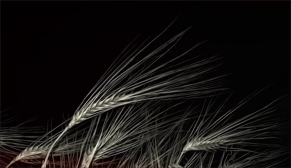 Glowing Wheat Stalks by Gilbert Claes — canvas wall art