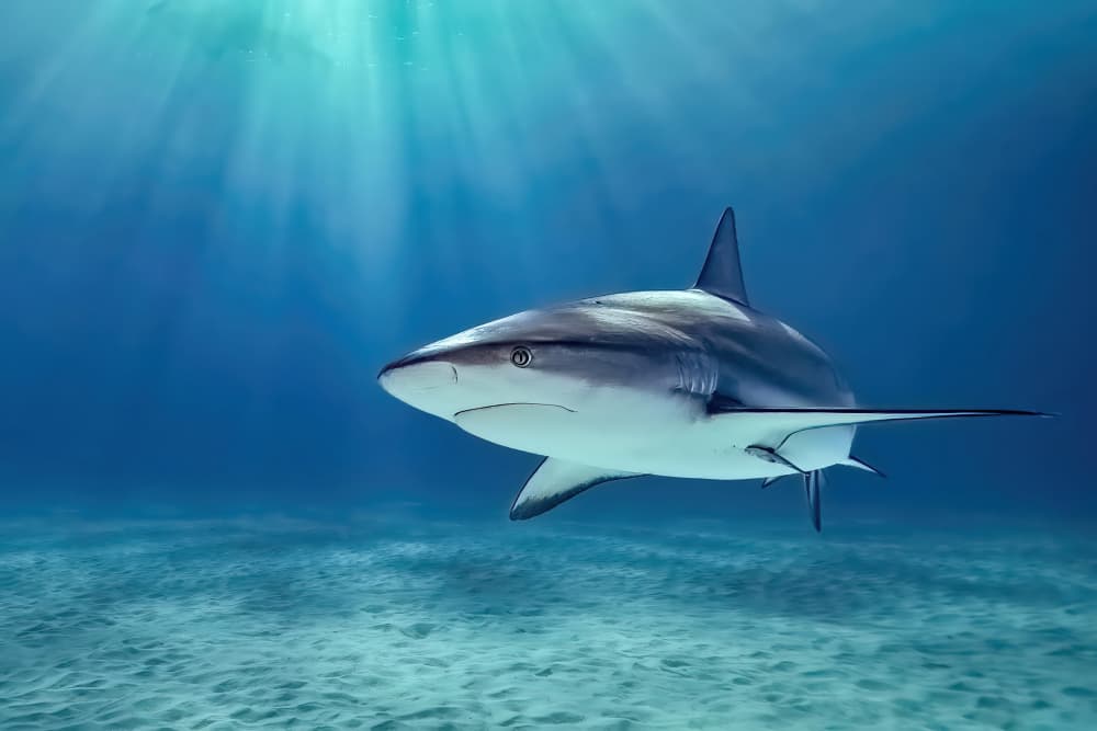 Sunlit Ocean Shark by Serge Melesan — canvas wall art