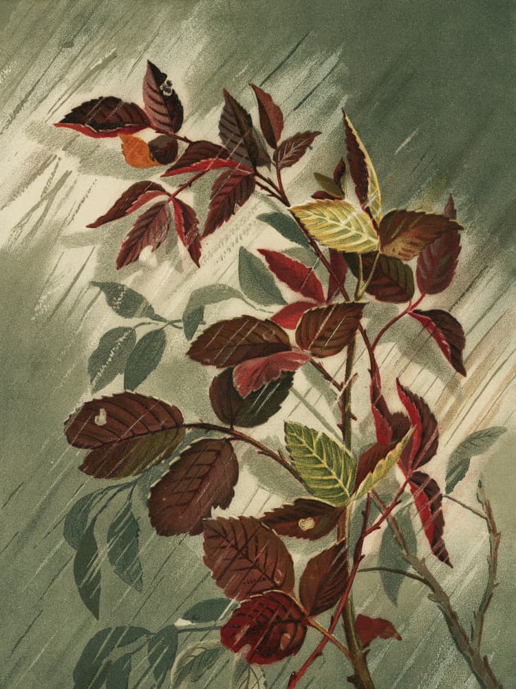 Autumn Leaves In the Rain