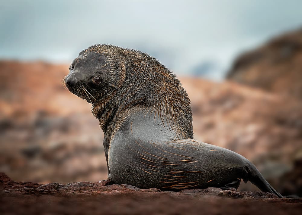 Curious Fur Seal by Annie Poreider — canvas wall art