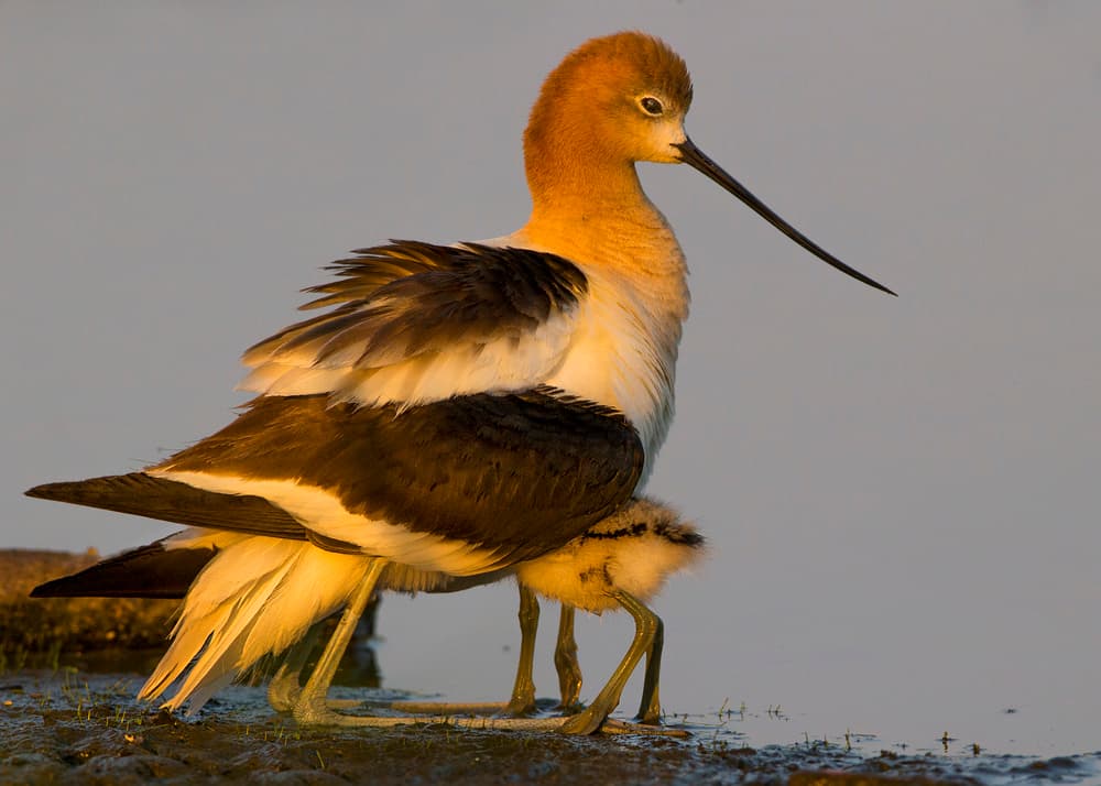 Golden Avocet Parent and Chick by verdon — canvas wall art
