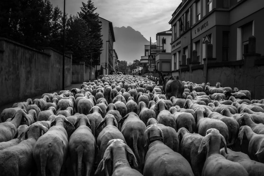Mountain Sheep Procession by Domenico Petrocca — canvas wall art