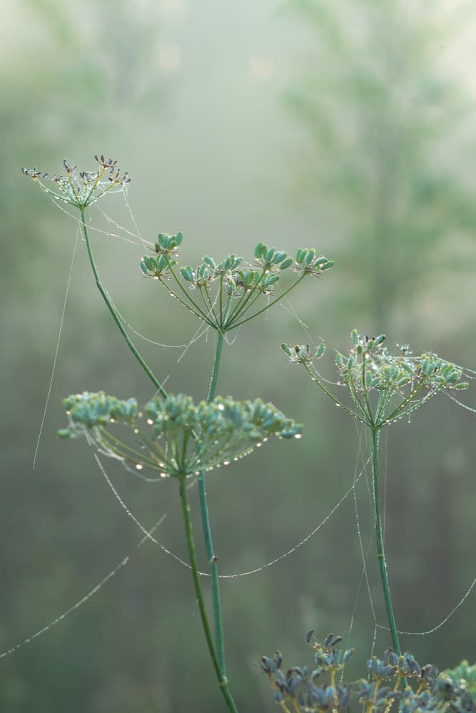 Green Morning Mist by Aimee Giles — canvas wall art