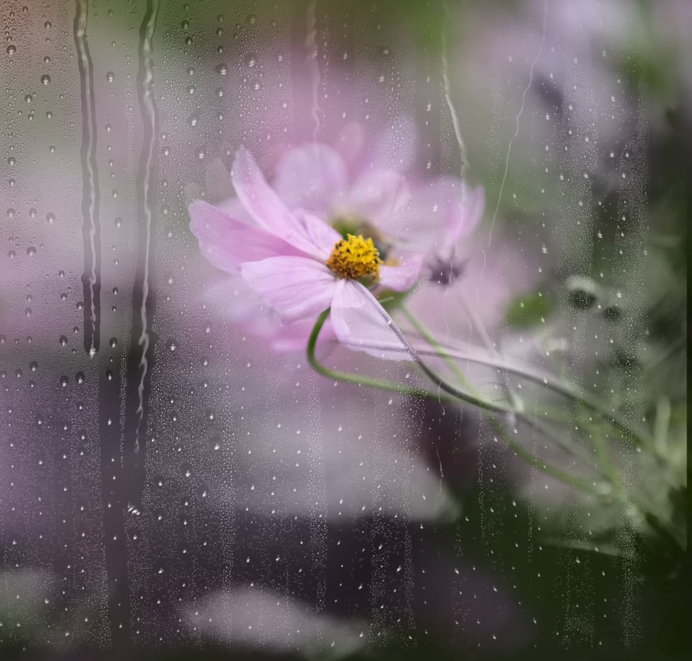 Pink Cosmos Raindrops by YoungIl Kim — canvas wall art