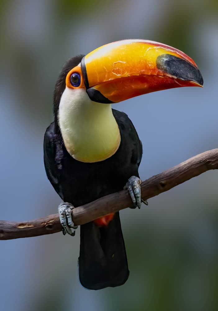 Vibrant Toucan Perched by Songhu Yan — canvas wall art