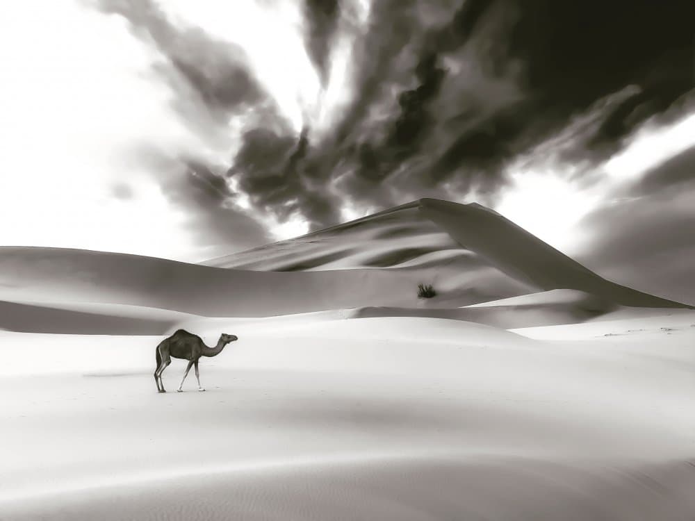 Desert Camel Under Dramatic Sky by Saleem G Alfidi — canvas wall art