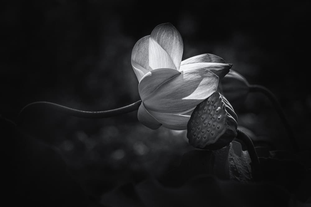 Serene Lotus Glow by Xiaohong Zhang — canvas wall art
