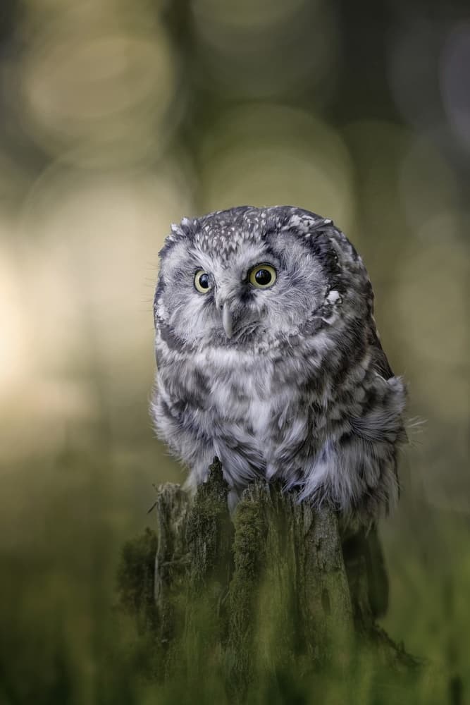 Curious Little Owl by Michaela Firešová — canvas wall art