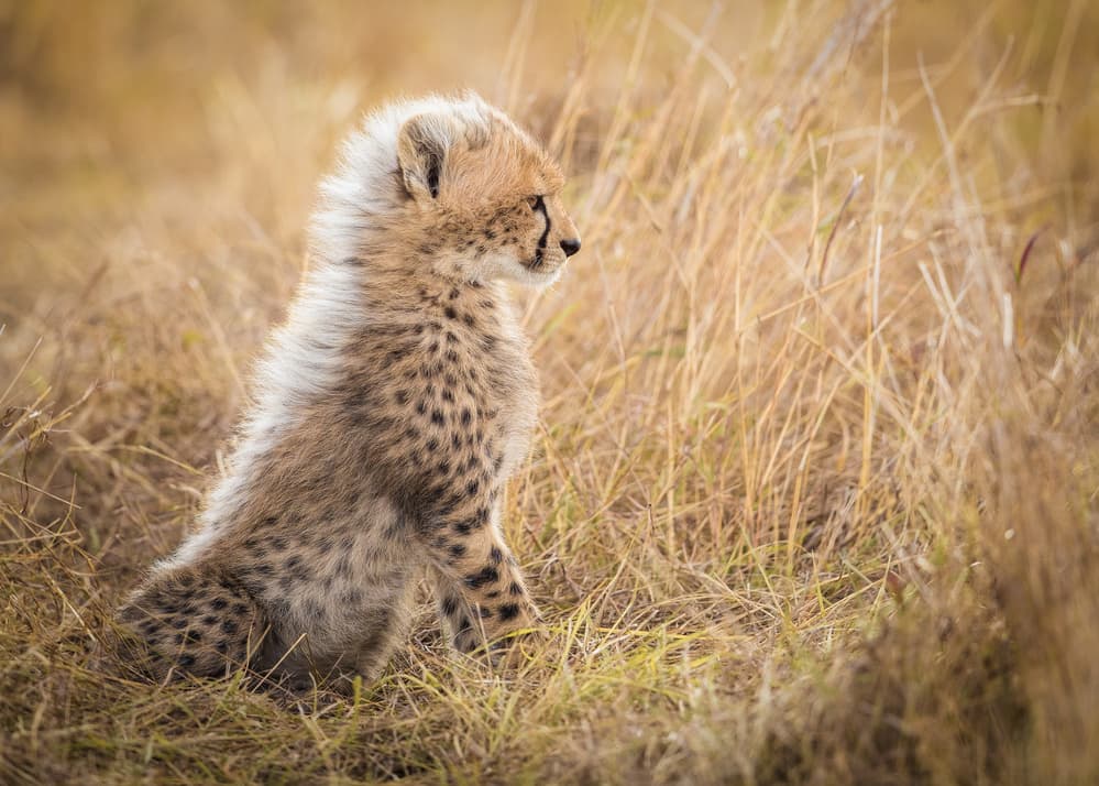 Curious Cheetah Cub by Faisal ALnomas — canvas wall art