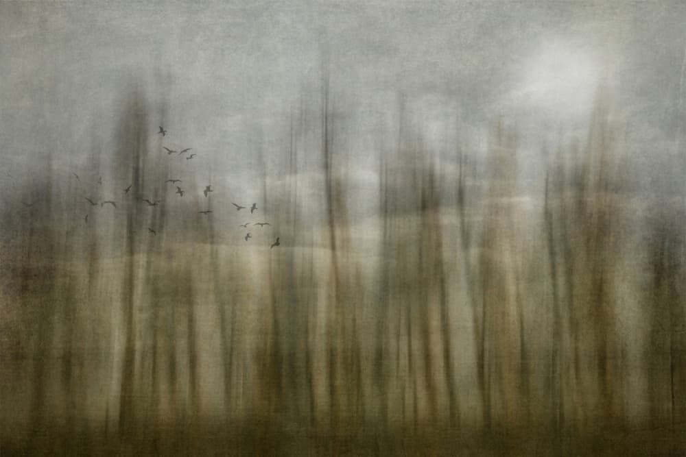 Ethereal Forest Flight