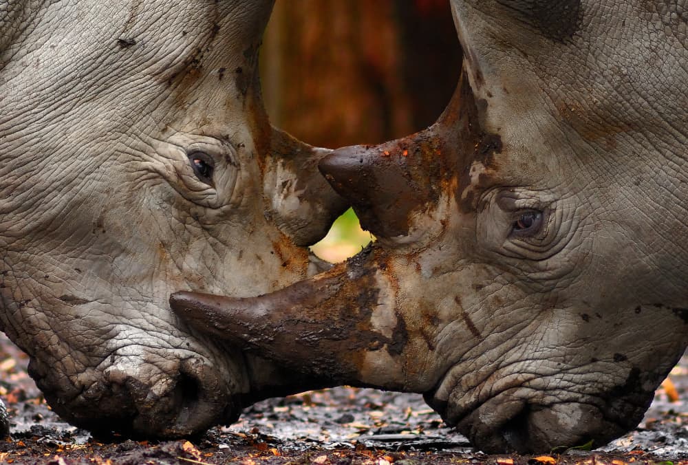 Rhinos Face Off by Louis Blair — canvas wall art