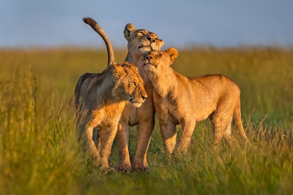 African Lion Family Bonds by Xavier Ortega — canvas wall art