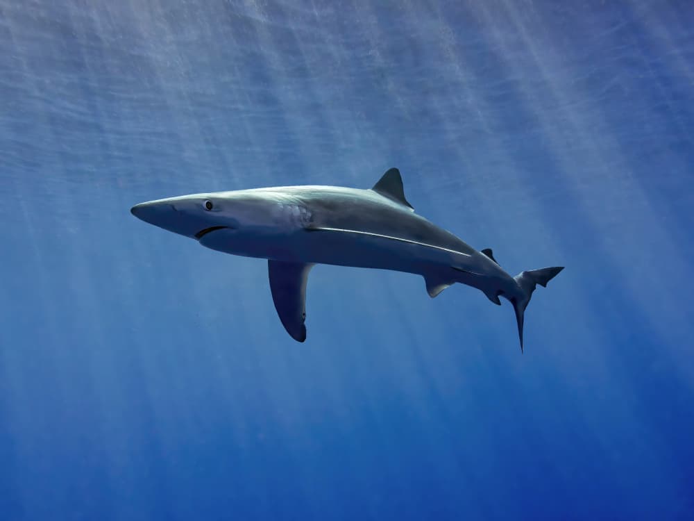 Blue Shark Deep Ocean by Fernando Abreu — canvas wall art