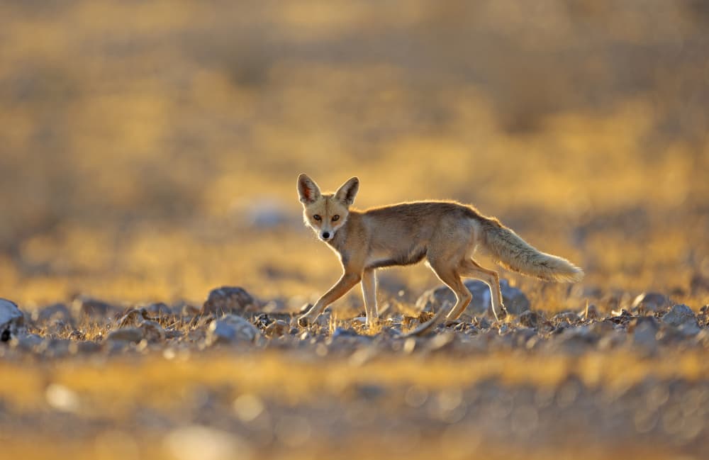 Desert Fox by Shlomo Waldmann — canvas wall art