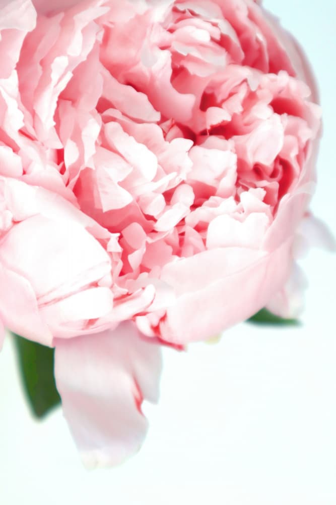 Pink Peony Bloom by Rosana Laiz Blursbyai — canvas wall art