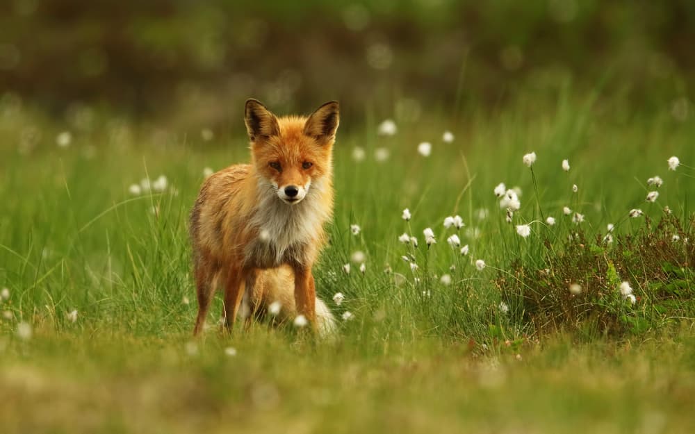 Red Fox In Summer Field by Assaf Gavra — canvas wall art