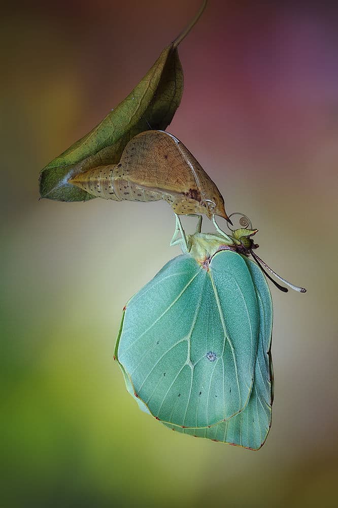 Emerging Green Butterfly by Jimmy Hoffman — canvas wall art