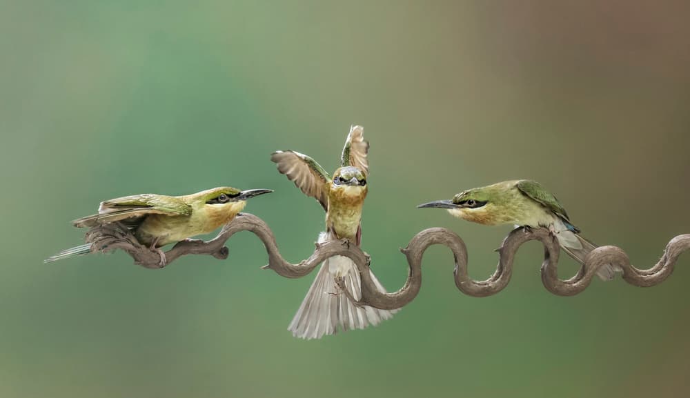 Green Birds Wavy Branch by Handi Nugraha — canvas wall art