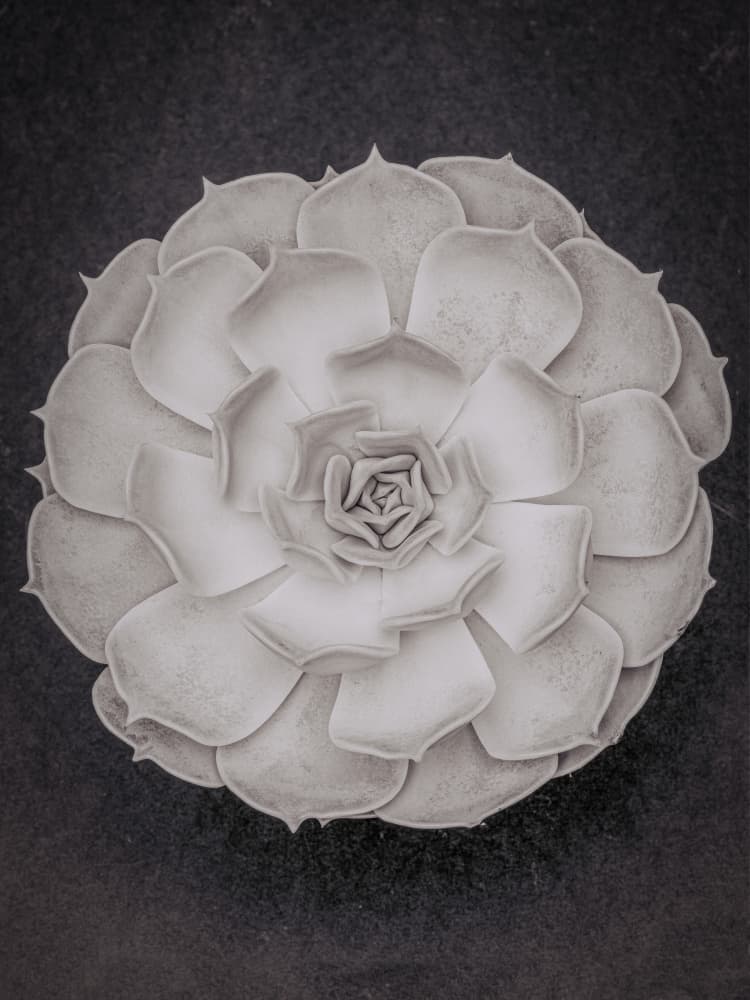 Monochrome Succulent Rosette by Pictufy Studio III — canvas wall art