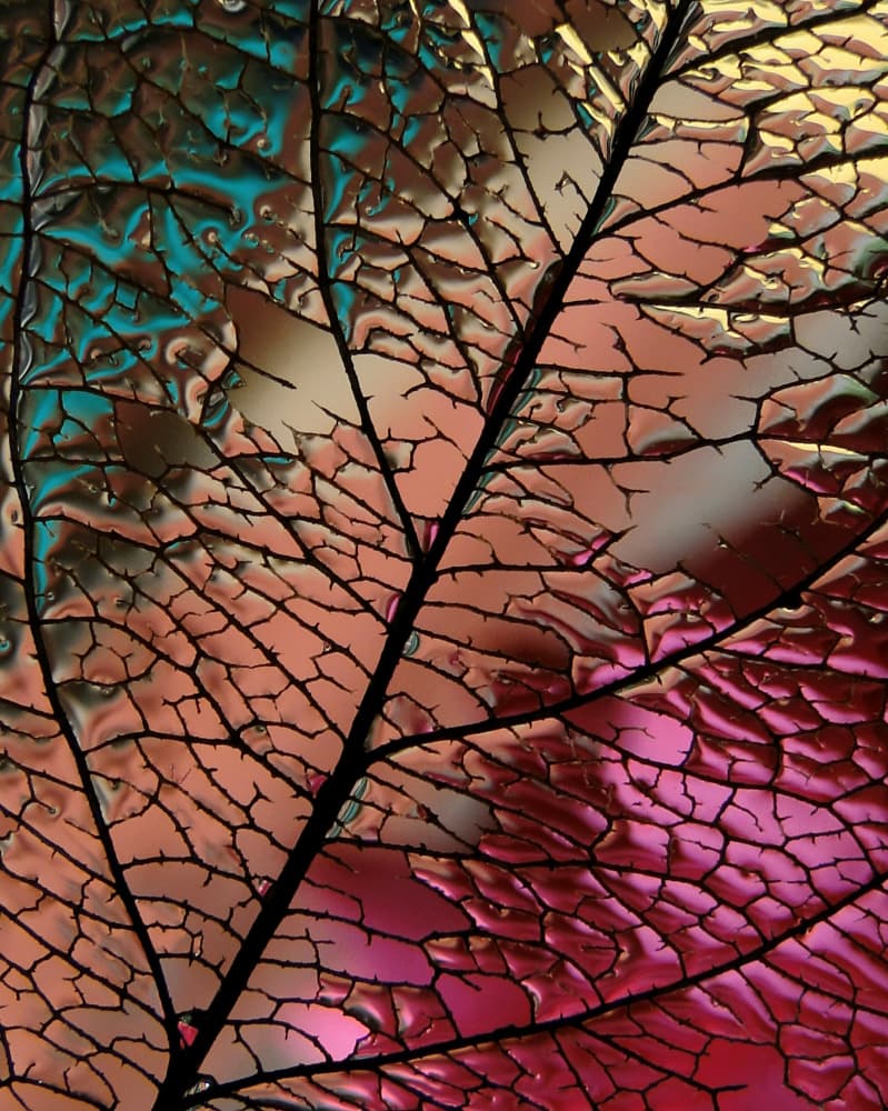 Intricate Leaf Skeleton by Ivan Lesica — canvas wall art