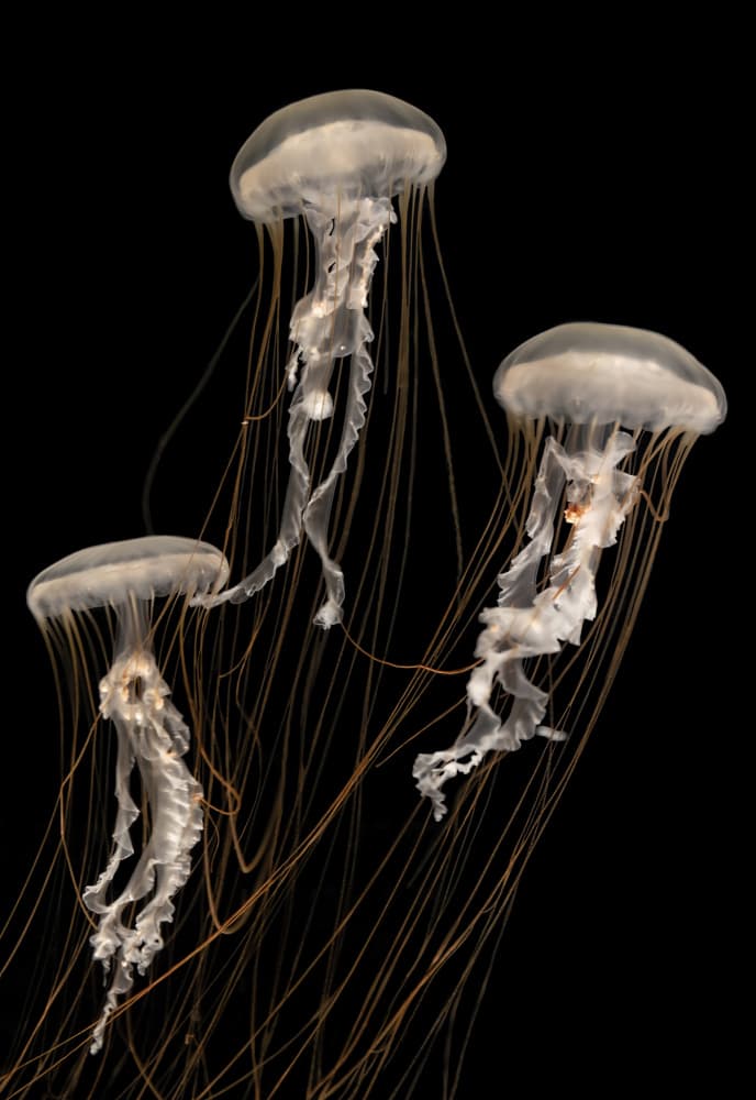 Ethereal Ocean Jellyfish by C. Ray Roth — canvas wall art